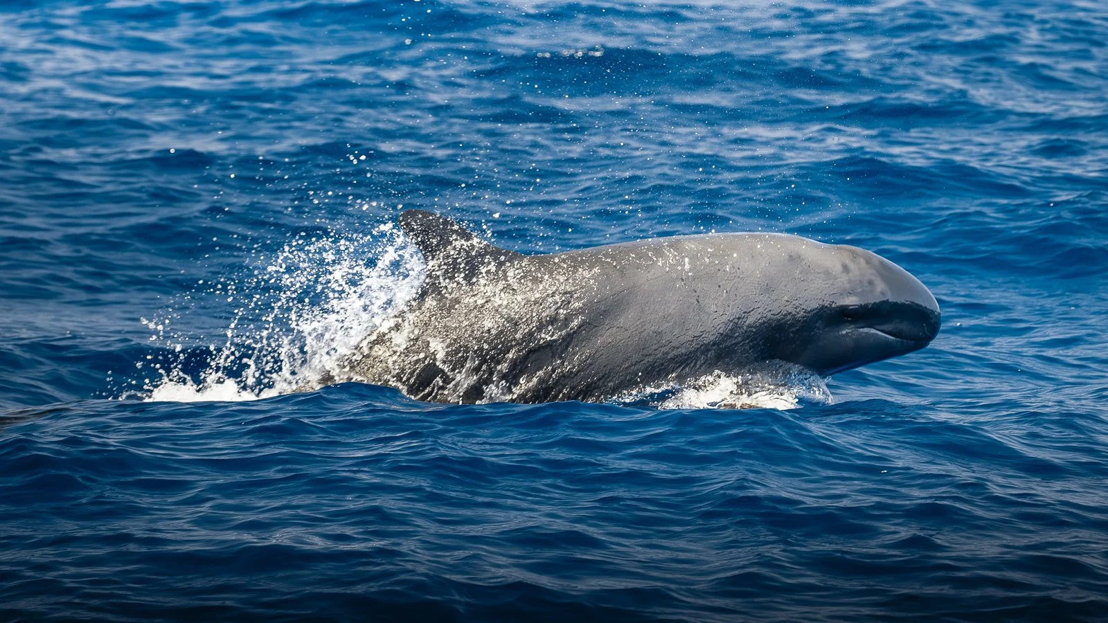 False Killer Whales | Hawaiian Adventures Kona